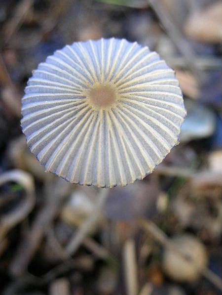 Coprinus plicatilis?